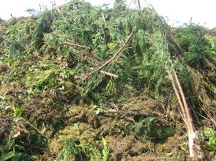 Provisional statistics show less green waste was composted in Q2